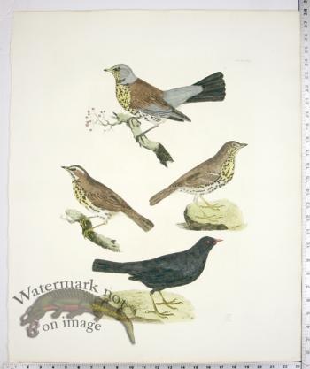 Fieldfare; Thrush; Redwing; Blackbird